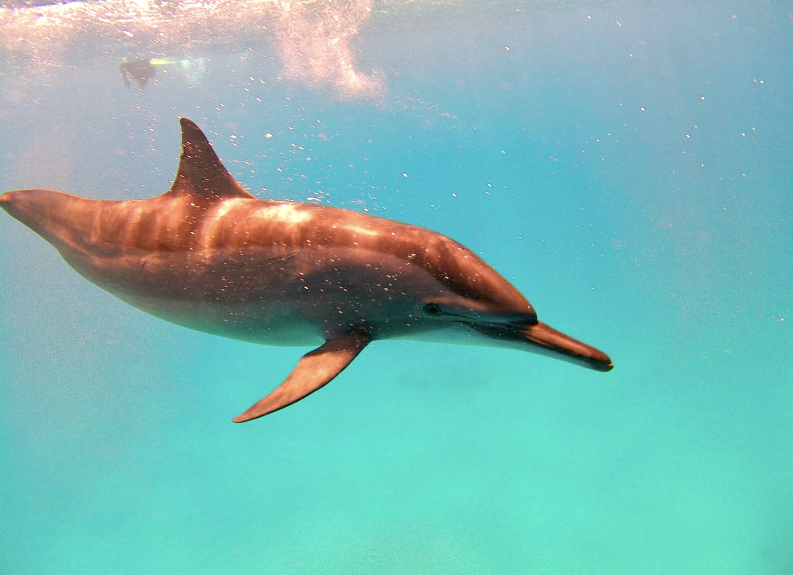 Delfini Delfino Solo
